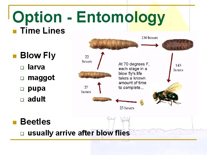 Option - Entomology n Time Lines n Blow Fly q q n larva maggot