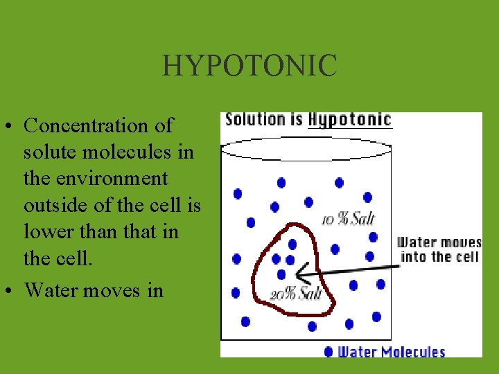 HYPOTONIC • Concentration of solute molecules in the environment outside of the cell is