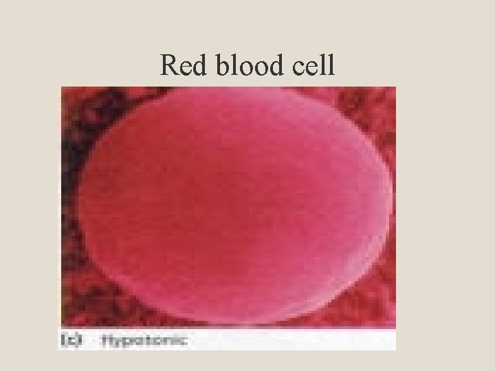Red blood cell 