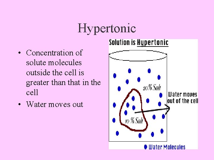 Hypertonic • Concentration of solute molecules outside the cell is greater than that in