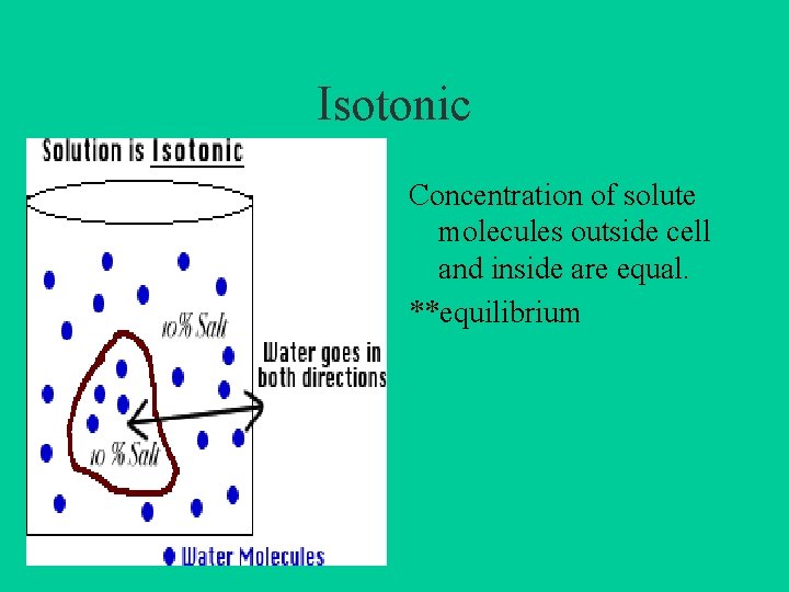 Isotonic Concentration of solute molecules outside cell and inside are equal. **equilibrium 