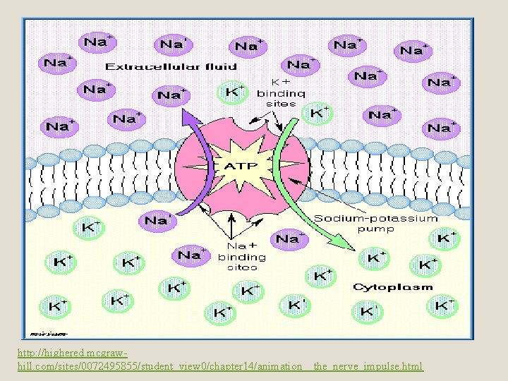 http: //highered. mcgrawhill. com/sites/0072495855/student_view 0/chapter 14/animation__the_nerve_impulse. html 