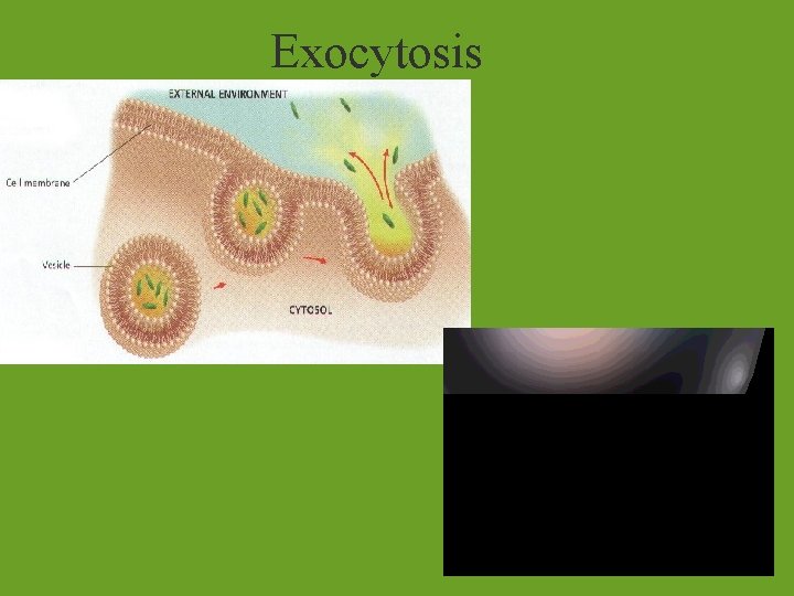 Exocytosis 