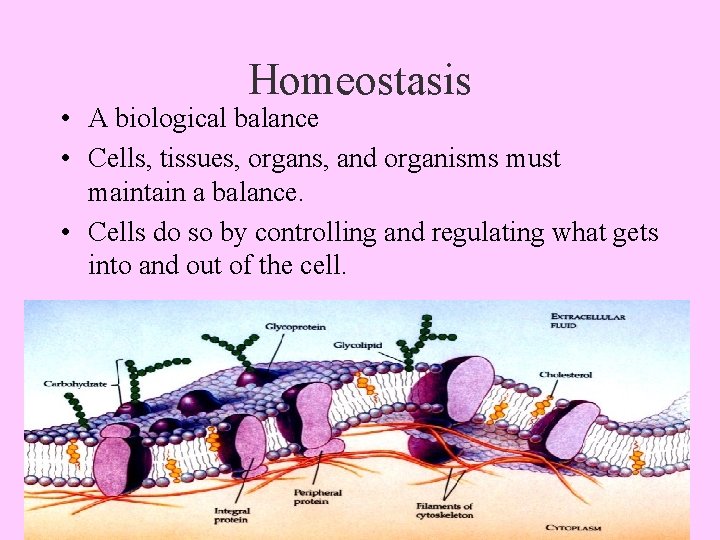 Homeostasis • A biological balance • Cells, tissues, organs, and organisms must maintain a