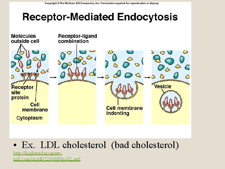  • Ex. LDL cholesterol (bad cholesterol) http: //highered. mcgrawhill. com/olc/dl/120068/bio 02. swf 