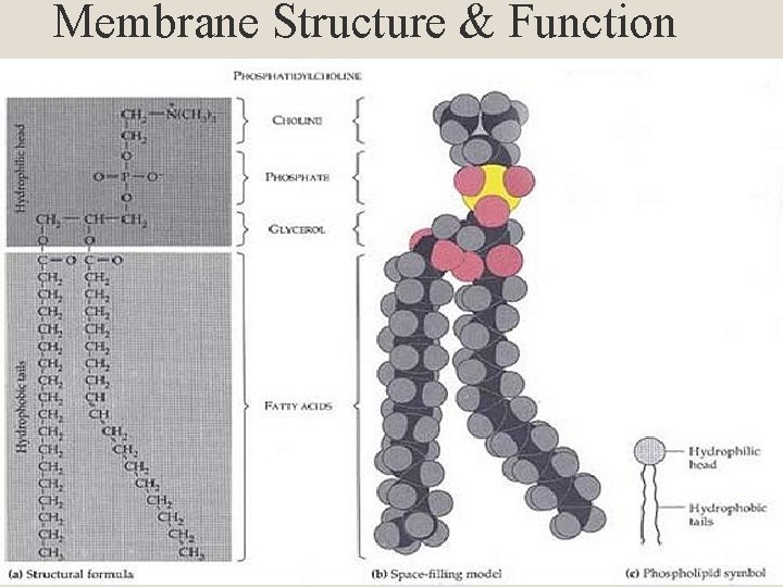 Membrane Structure & Function 
