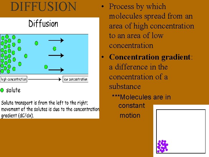 DIFFUSION • Process by which molecules spread from an area of high concentration to