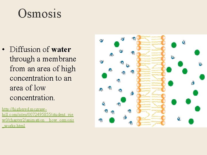 Osmosis • Diffusion of water through a membrane from an area of high concentration