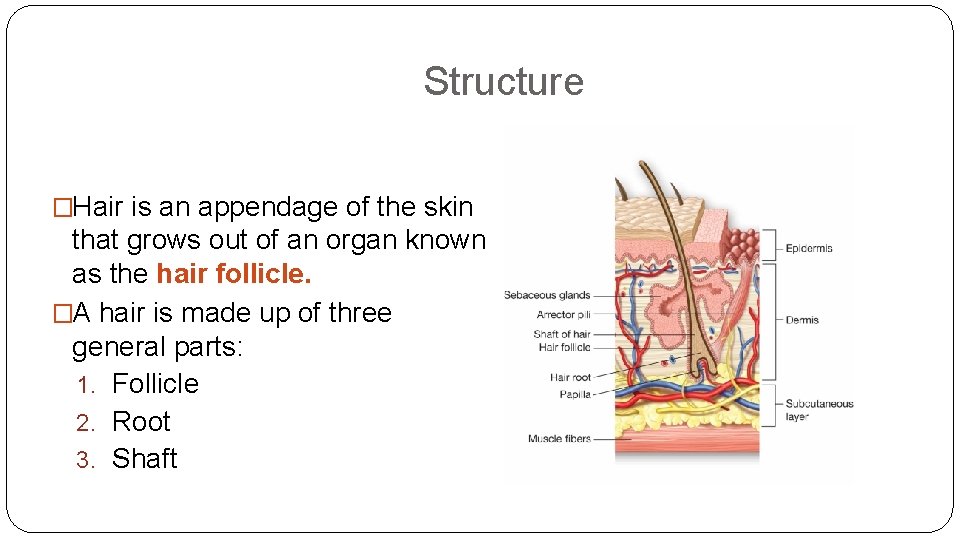 Structure �Hair is an appendage of the skin that grows out of an organ Structure �Hair is an appendage of the skin that grows out of an organ