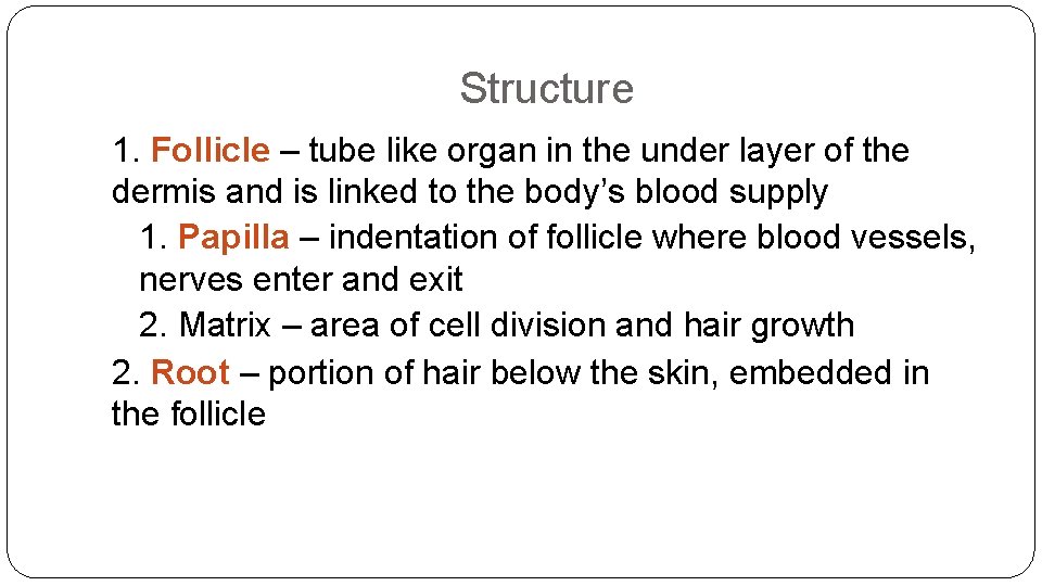 Structure 1. Follicle – tube like organ in the under layer of the dermis Structure 1. Follicle – tube like organ in the under layer of the dermis