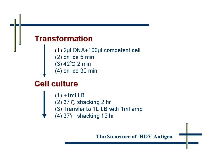 Transformation (1) 2μl DNA+100μl competent cell (2) on ice 5 min (3) 42℃ 2