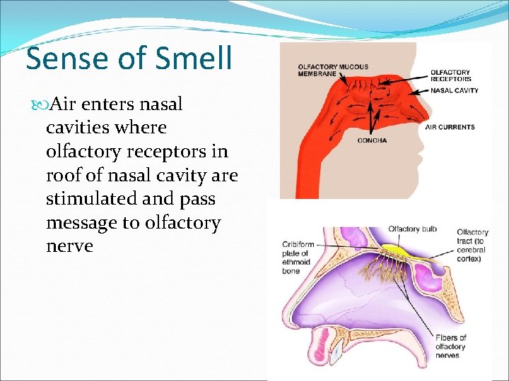 Sense of Smell Air enters nasal cavities where olfactory receptors in roof of nasal