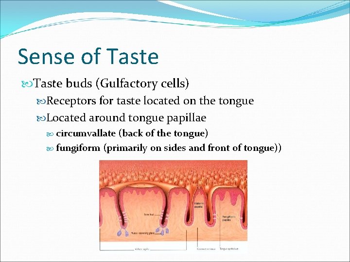 Sense of Taste buds (Gulfactory cells) Receptors for taste located on the tongue Located