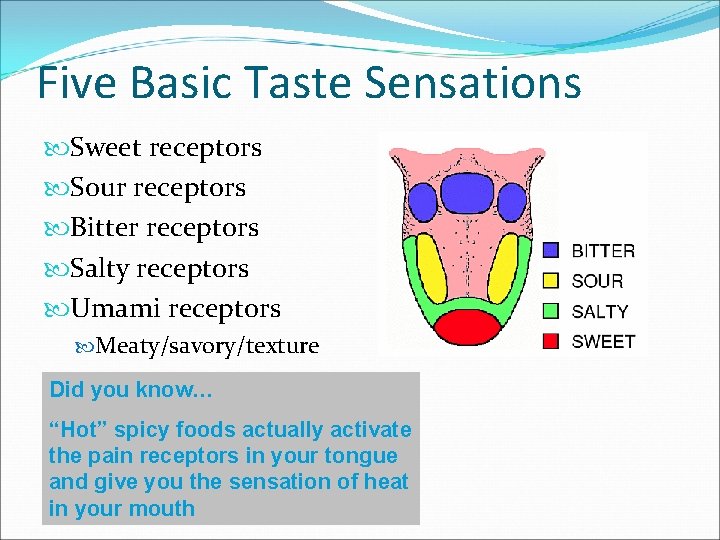 Five Basic Taste Sensations Sweet receptors Sour receptors Bitter receptors Salty receptors Umami receptors