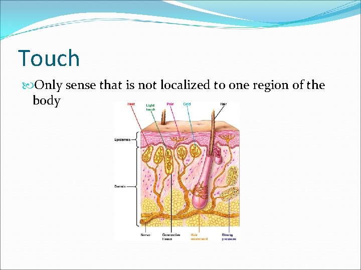 Touch Only sense that is not localized to one region of the body 