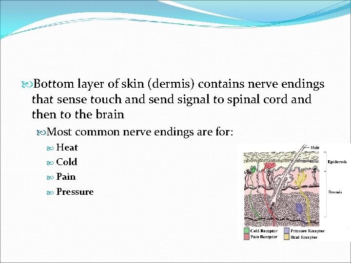  Bottom layer of skin (dermis) contains nerve endings that sense touch and send