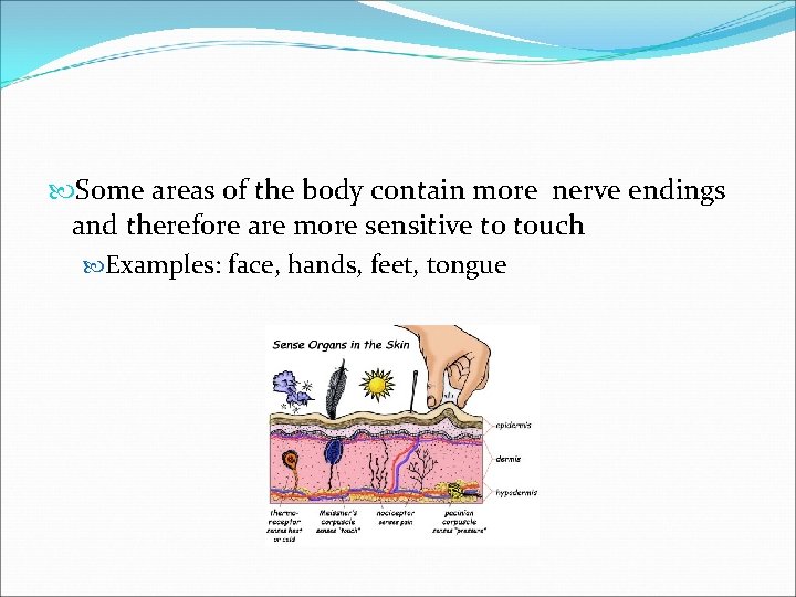  Some areas of the body contain more nerve endings and therefore are more