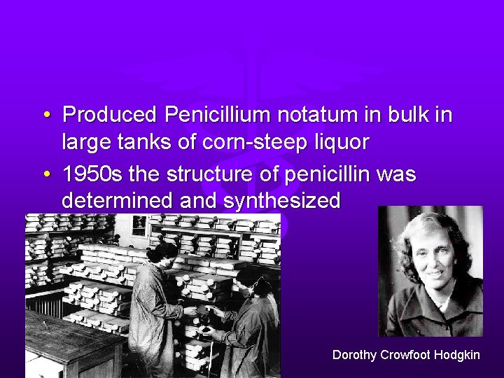  • Produced Penicillium notatum in bulk in large tanks of corn-steep liquor •