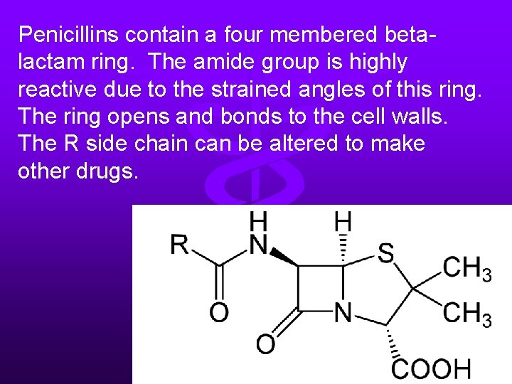 Penicillins contain a four membered betalactam ring. The amide group is highly reactive due