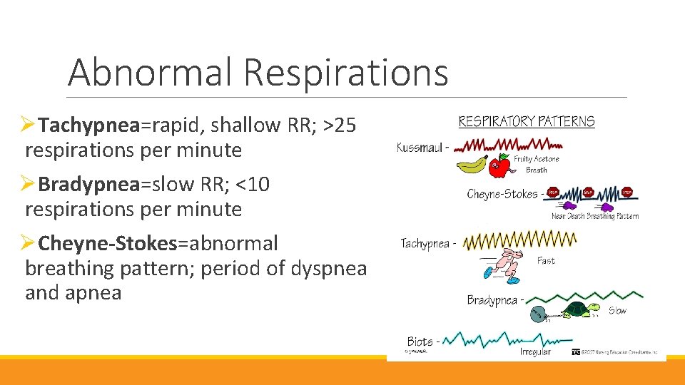 Abnormal Respirations ØTachypnea=rapid, shallow RR; >25 respirations per minute ØBradypnea=slow RR; <10 respirations per