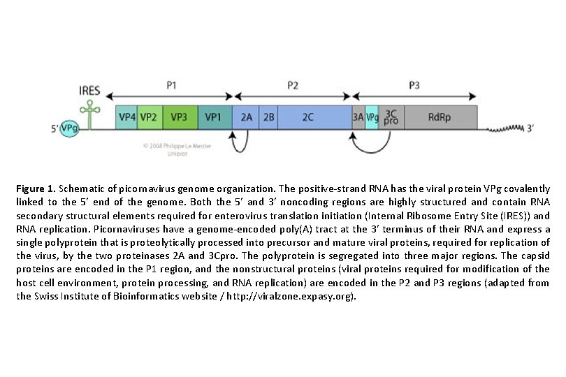 Figure 1. Schematic of picornavirus genome organization. The positive-strand RNA has the viral protein