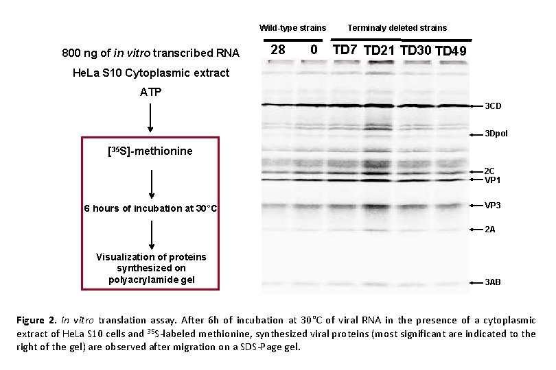 Wild-type strains 800 ng of in vitro transcribed RNA 28 0 Terminaly deleted strains