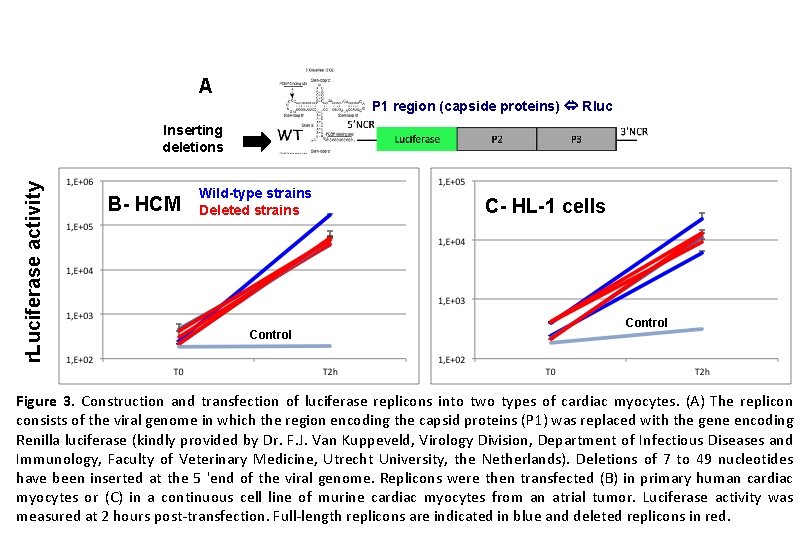 A P 1 region (capside proteins) Rluc r. Luciferase activity Inserting deletions B- HCM