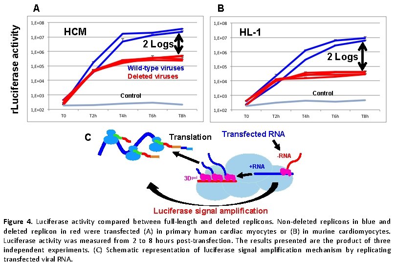 r. Luciferase activity A B HCM HL-1 2 Logs Wild-type viruses Deleted viruses Control