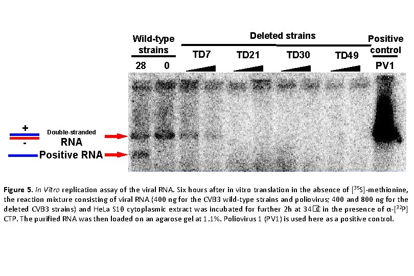 Wild-type strains 28 + - 0 Deleted strains TD 7 TD 21 TD 30