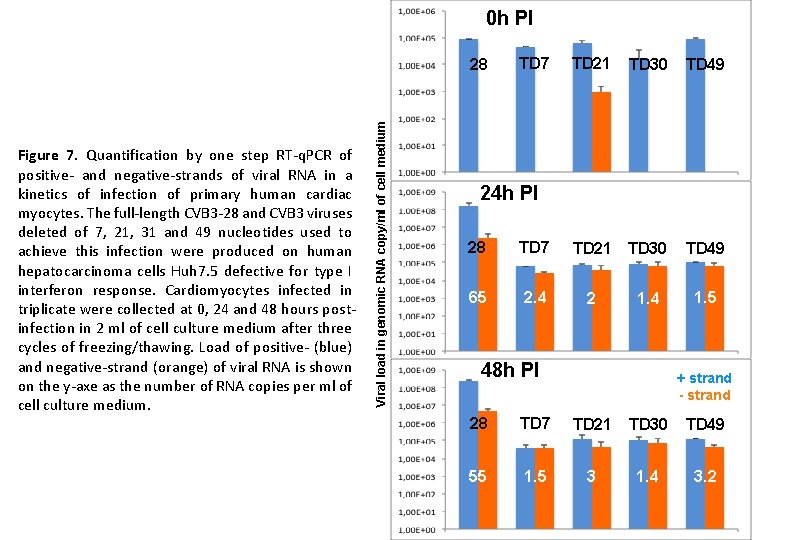 0 h PI Figure 7. Quantification by one step RT-q. PCR of positive- and