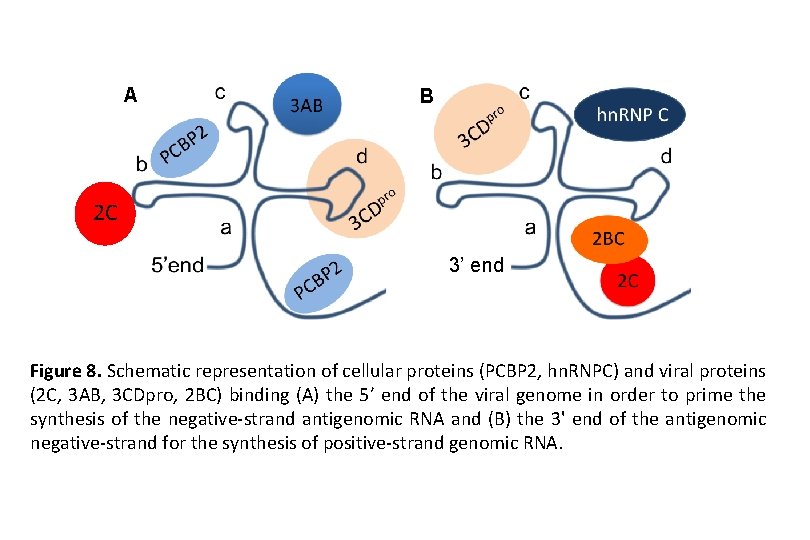 A B 2 C 3’ end Figure 8. Schematic representation of cellular proteins (PCBP