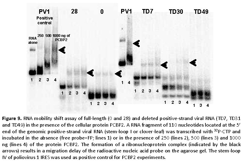 28 PV 1 0 TD 7 TD 30 TD 49 Positive control 250 500