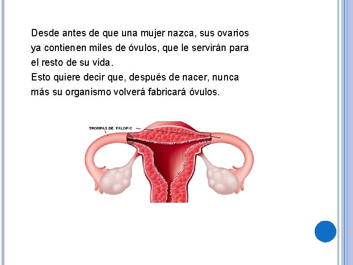 Desde antes de que una mujer nazca, sus ovarios ya contienen miles de óvulos,