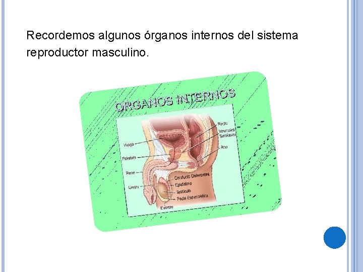 Recordemos algunos órganos internos del sistema reproductor masculino. 