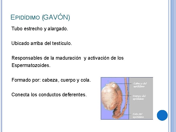 EPIDÍDIMO (GAVÓN) Tubo estrecho y alargado. Ubicado arriba del testículo. Responsables de la maduración