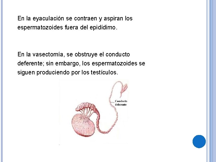 En la eyaculación se contraen y aspiran los espermatozoides fuera del epidídimo. En la