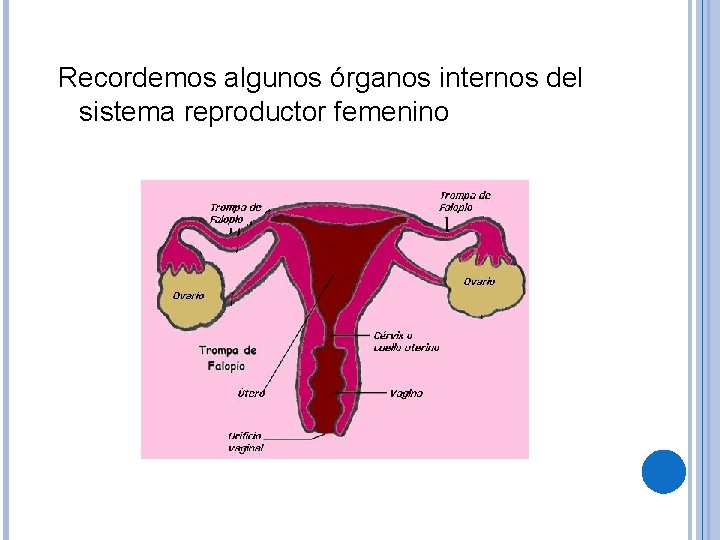 Recordemos algunos órganos internos del sistema reproductor femenino 