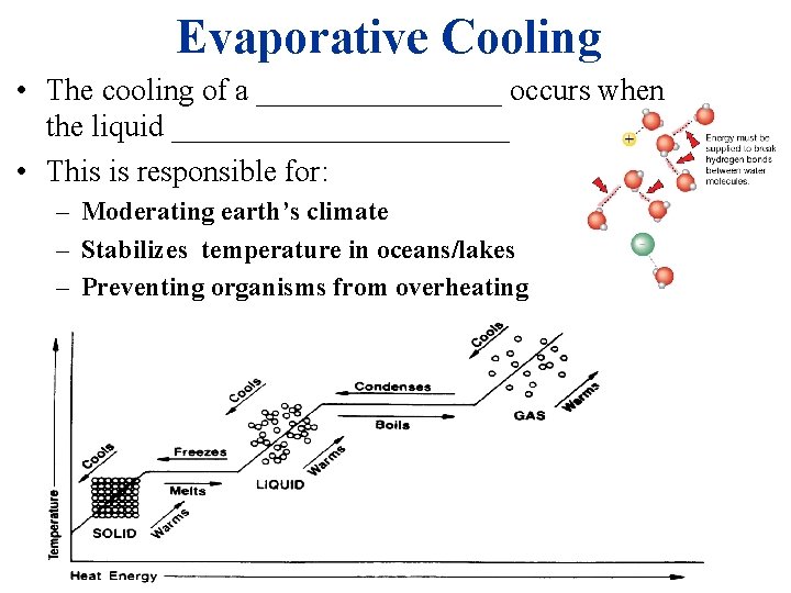 Evaporative Cooling • The cooling of a ________ occurs when the liquid ___________ •