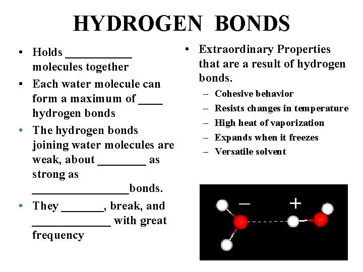 HYDROGEN BONDS • Extraordinary Properties • Holds ______ that are a result of hydrogen