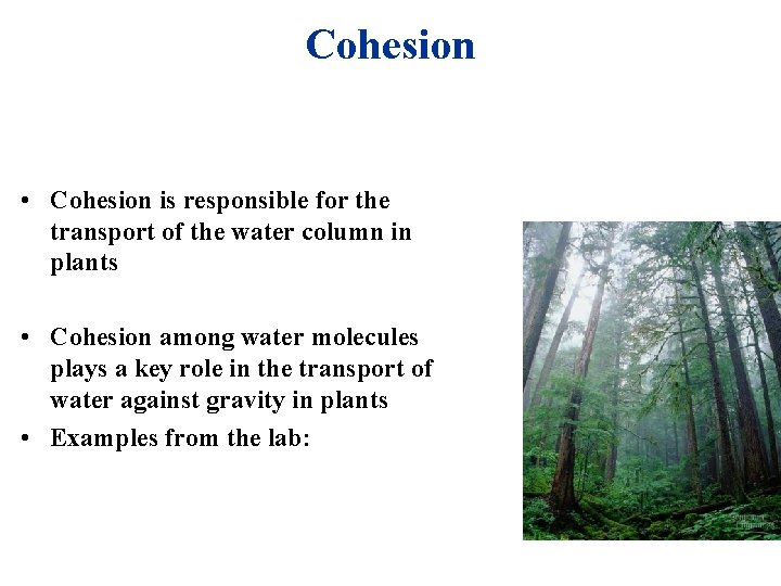 Cohesion • Cohesion is responsible for the transport of the water column in plants