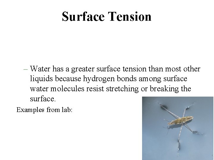 Surface Tension – Water has a greater surface tension than most other liquids because