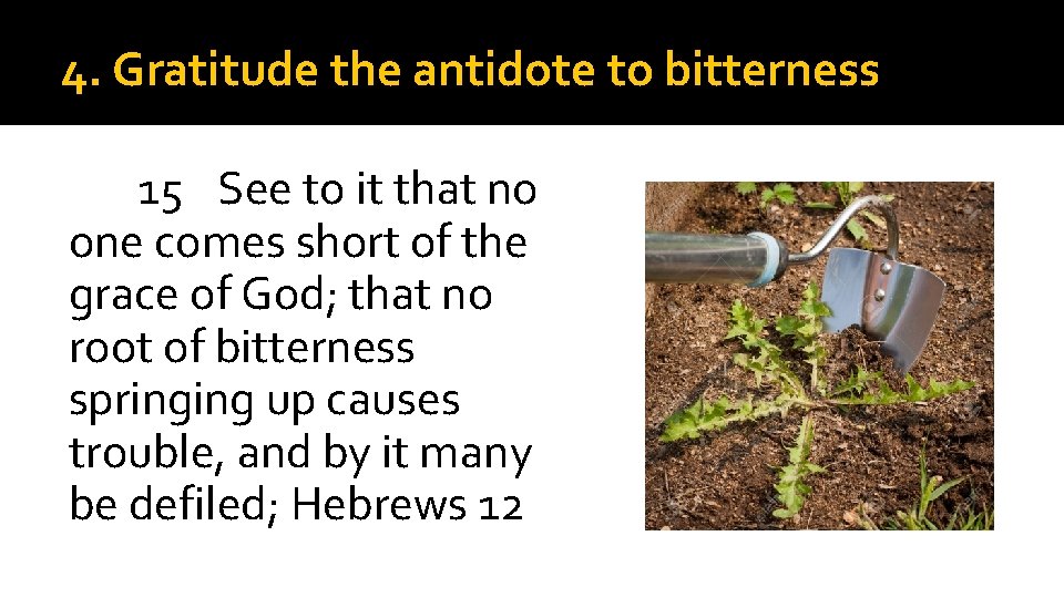 4. Gratitude the antidote to bitterness 15 See to it that no one comes