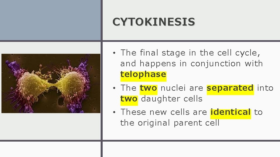 CYTOKINESIS • The final stage in the cell cycle, and happens in conjunction with