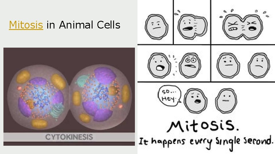 Mitosis in Animal Cells 