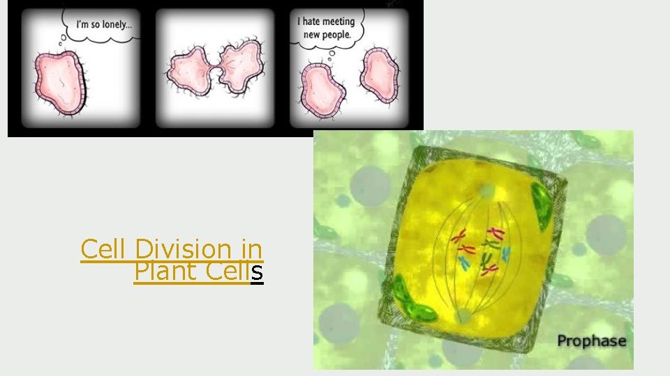 Cell Division in Plant Cells 