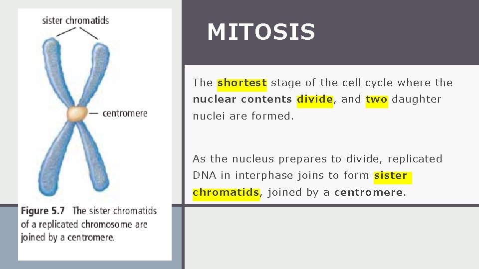 MITOSIS The shortest stage of the cell cycle where the nuclear contents divide, and