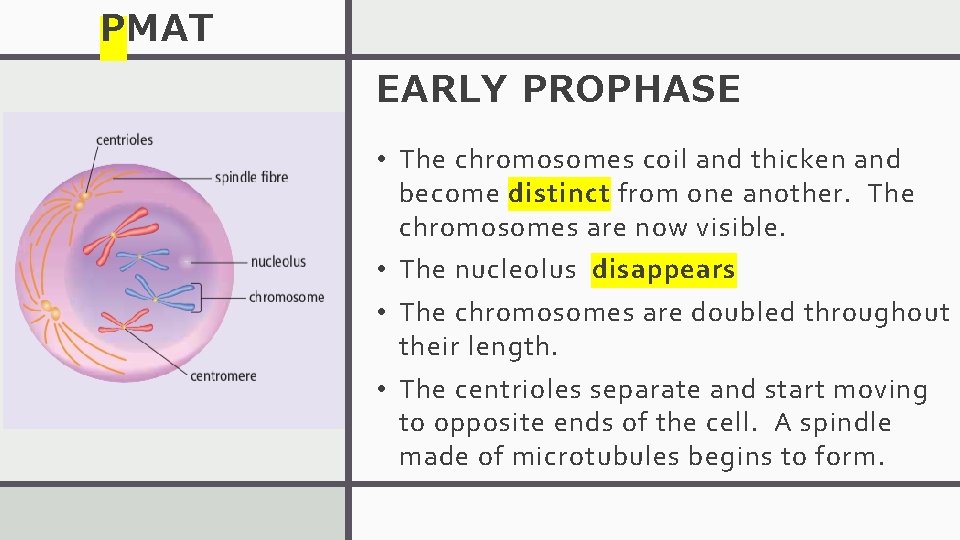 PMAT EARLY PROPHASE • The chromosomes coil and thicken and become distinct from one