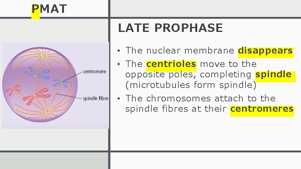 PMAT LATE PROPHASE • The nuclear membrane disappears • The centrioles move to the