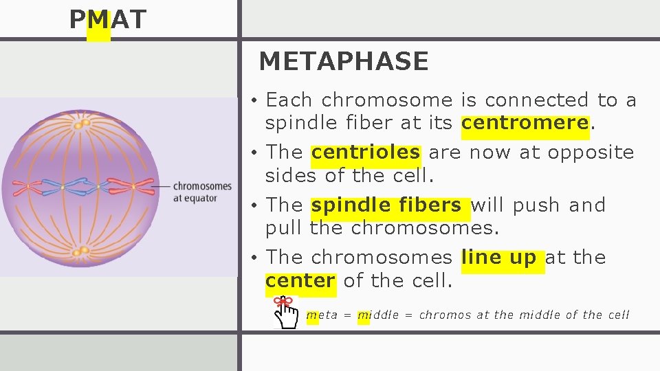 PMAT METAPHASE • Each chromosome is connected to a spindle fiber at its centromere.