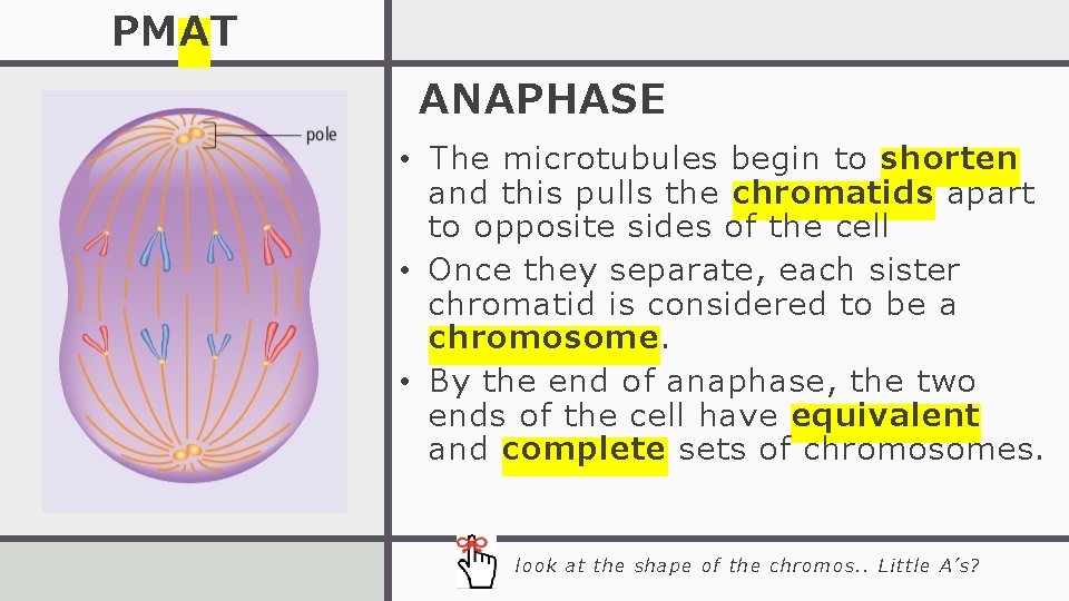 PMAT ANAPHASE • The microtubules begin to shorten and this pulls the chromatids apart